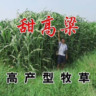 甜高梁种子饲用甜高粱牧草种多年生畜牧养殖四季再生甜高粱杆种籽