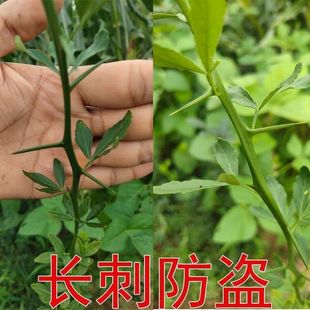 铁篱笆种子围墙刺树种子 枸橘种子 枳壳种子 带刺树种子 鸟不站