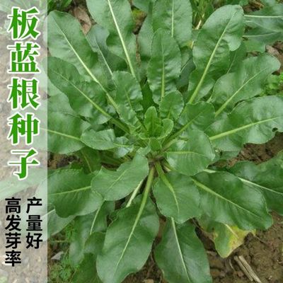 板蓝根种子材种籽大青叶种子蓝靛青靛药食兼用散装板蓝根籽