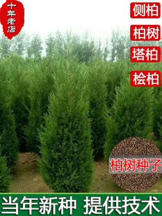 柏树种子塔柏墓地松柏种子桧柏洒金柏侧柏松树圆柏种籽龙柏树易活