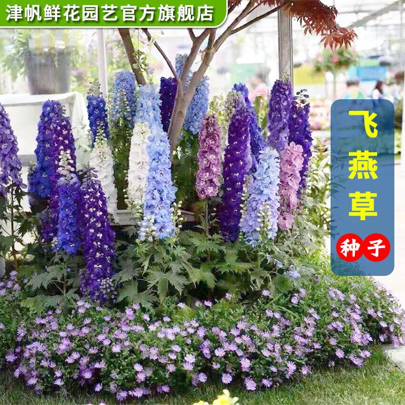 大花飞燕草种子耐寒宿根多年生花卉种子花期长鸽子花庭院花坛景观