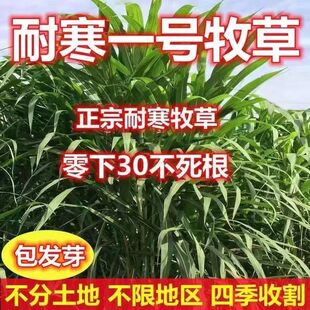 耐寒一号草种籽牧草种子猪牛多年生再生畜牧养殖喂鱼草种籽四季