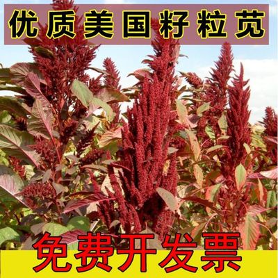 美国籽粒苋种子 牧草黑千穗谷 高蛋白鸡鸭鹅家禽喜食苋菜