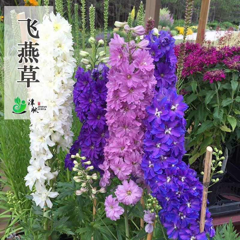大花飞燕草种子翠雀鸽子花种籽可切花盆栽耐寒易活春秋播夏秋开花