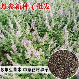 新丹参种子散装药材血参种苗紫丹参种籽四季播包邮发芽率高