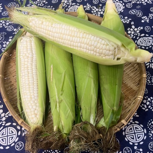 湖南茶陵农家露天自种白糯玉米 新鲜甜糯玉米 当天现摘带壳发货