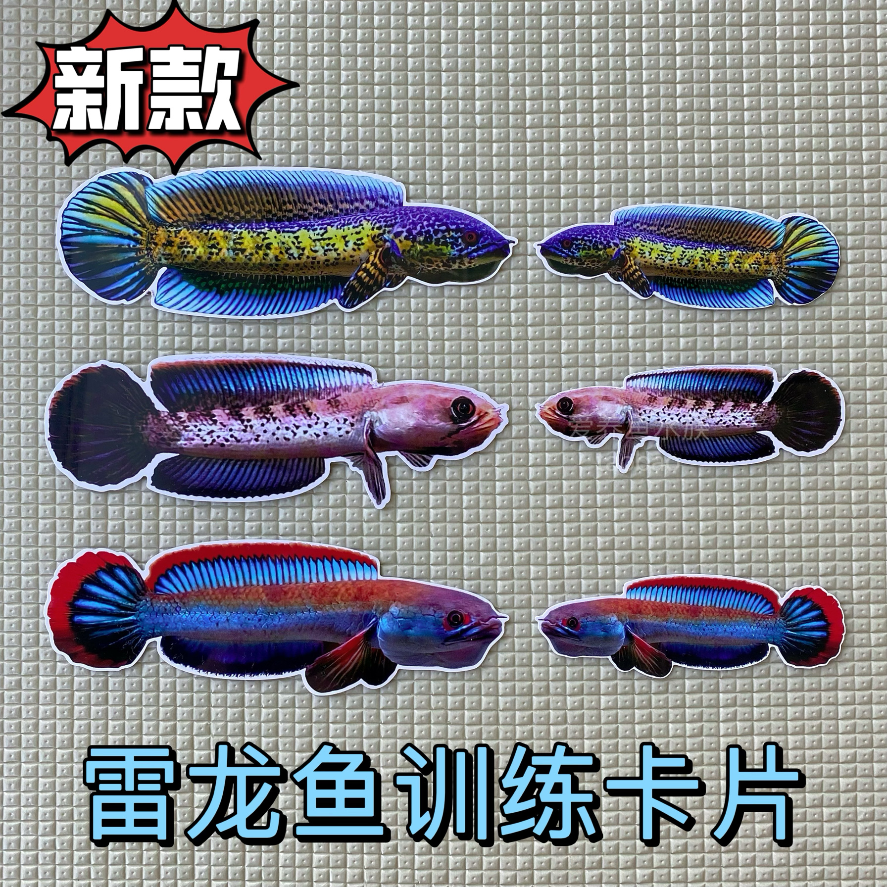 雷龙鱼卡片沙包鱼双面防水加厚训鱼卡片咬缸训练鼓鳃巡游训鱼工具