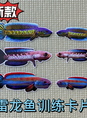 雷龙鱼卡片沙包鱼双面防水加厚训鱼卡片咬缸训练鼓鳃巡游训鱼工具