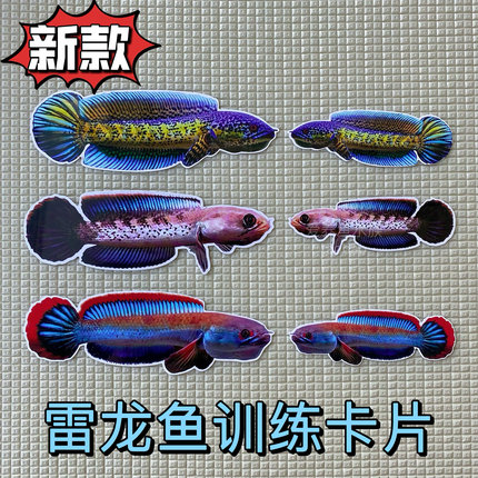 雷龙鱼卡片沙包鱼双面防水加厚训鱼卡片咬缸训练鼓鳃巡游训鱼工具