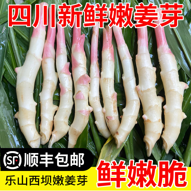 【顺丰包邮】四川新鲜嫩姜芽嫩仔姜现挖现发应季蔬菜嫩姜五指姜