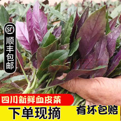 【顺丰包邮】四川现摘紫背天葵血皮菜紫背菜红背菜观音菜新鲜蔬菜