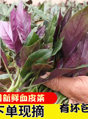 【顺丰包邮】四川现摘紫背天葵血皮菜紫背菜红背菜观音菜新鲜蔬菜