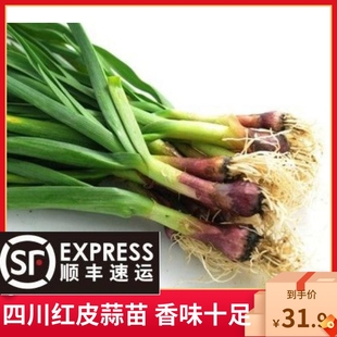 四川新鲜蒜苗青蒜苗红皮蒜苗回锅肉配菜大蒜苗香蒜苗3斤包邮