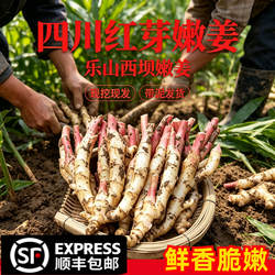 【顺丰包邮】四川乐山西坝仔姜现挖新鲜蔬菜嫩姜生姜子姜五指姜