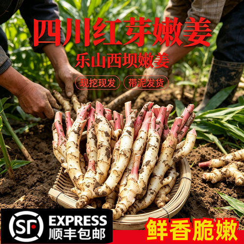 【顺丰包邮】四川乐山西坝仔姜现挖新鲜蔬菜嫩姜生姜子姜五指姜