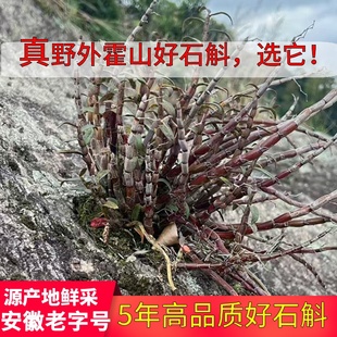 五年野外种植安徽霍山岩壁新鲜铁皮石斛鲜条500g铁皮石斛枫斗
