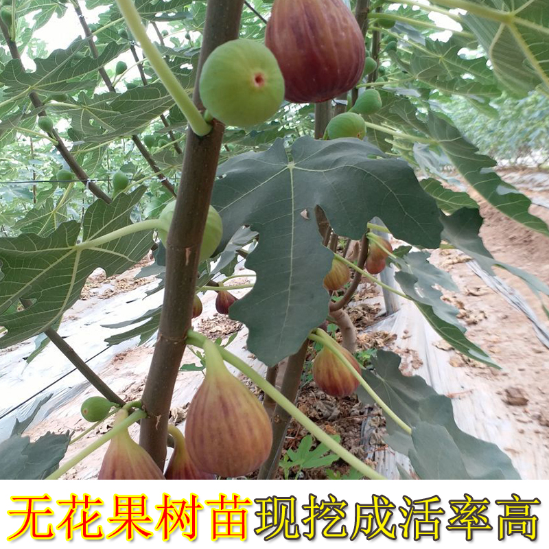 无花果树苗南方北方盆栽地栽阳台水果苗当年结果大苗现挖现发果树