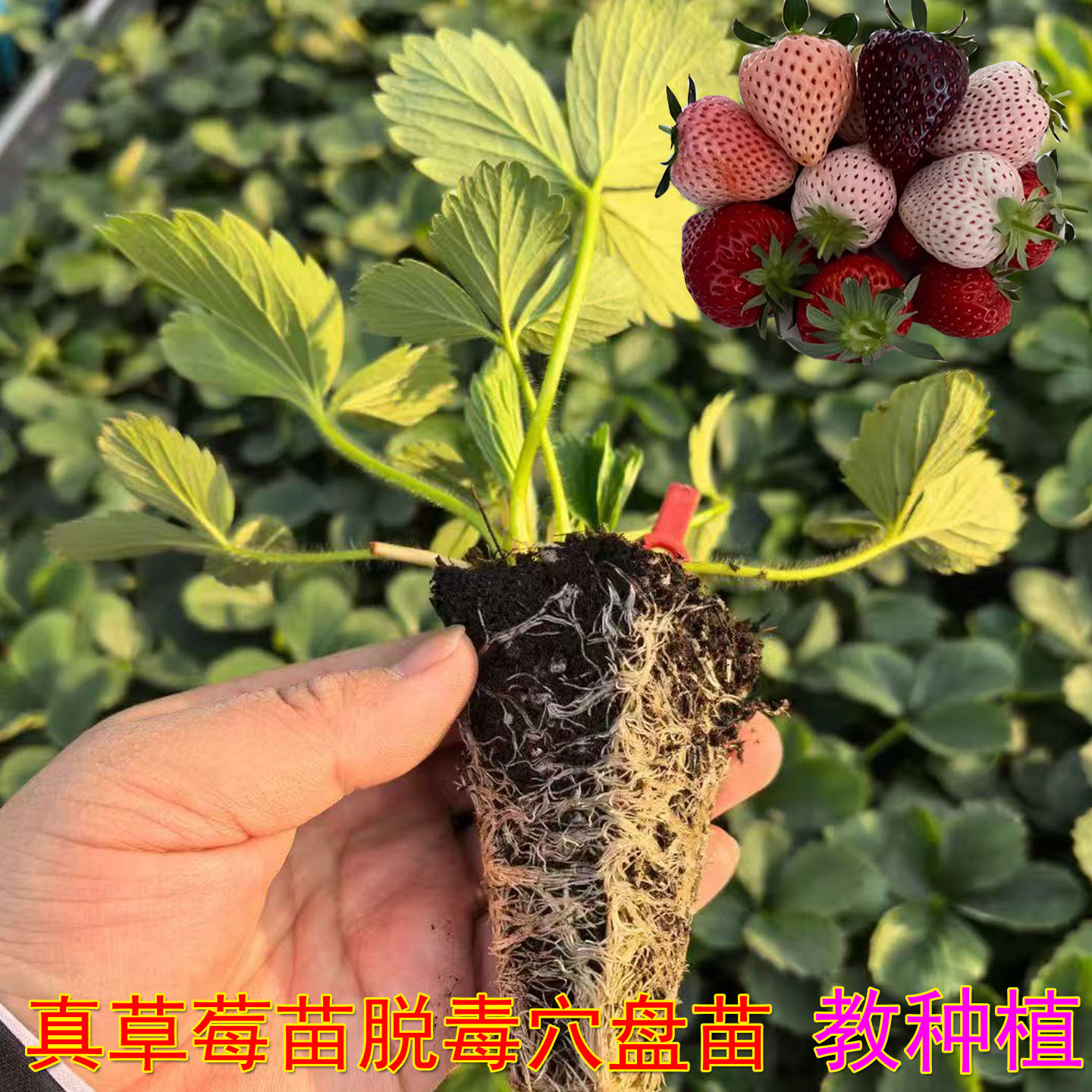 草莓苗脱毒穴盘苗抗病丰产新苗