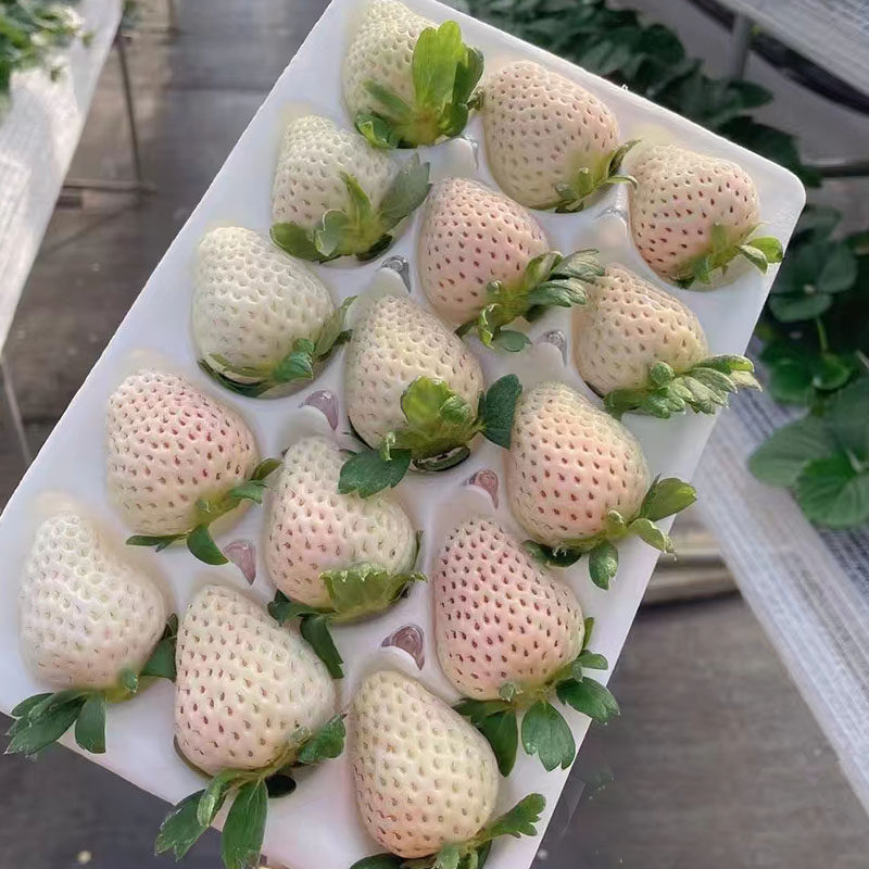 草莓盆栽四季奶油南北方秧阳台种植带土当年带果结果果苗新苗