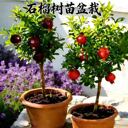 石榴树苗盆栽大果超甜南北方可种