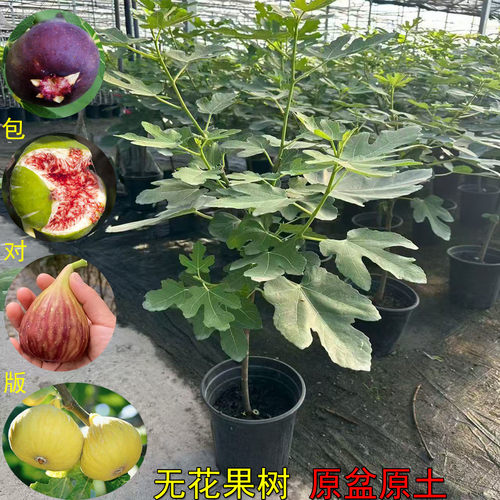 四季无花果树苗盆栽带盆带土果苗