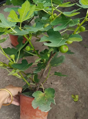 无花果苗树苗盆栽特大矮化果树阳台地栽南方北方波姬红当年结果树