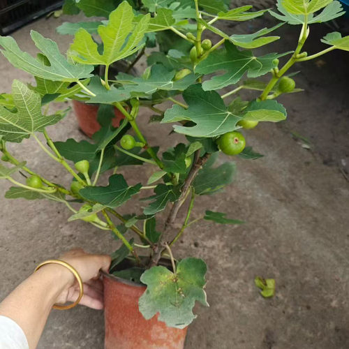 无花果树苗盆栽当年结果带盆带土