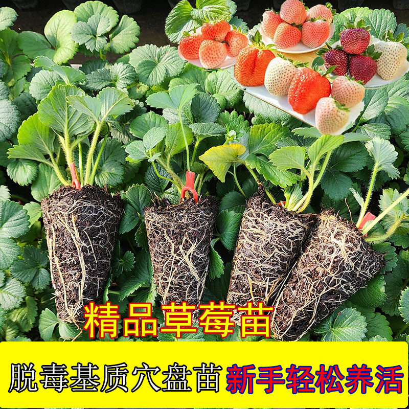 草莓苗秧苗四季盆栽穴盘苗脱毒草莓苗种苗白草莓阳台南方果树苗子