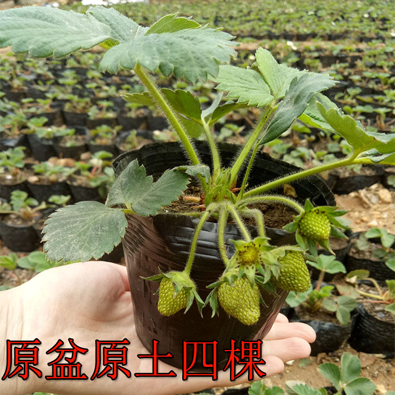 草莓苗常绿盆栽原盆奶油香甜原土