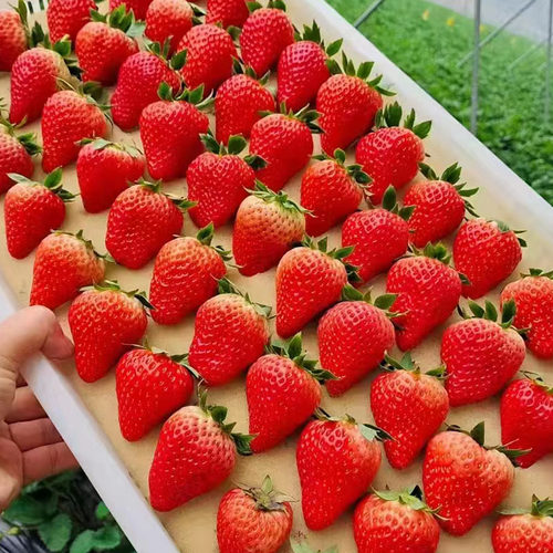 草莓苗四季常青四季新苗