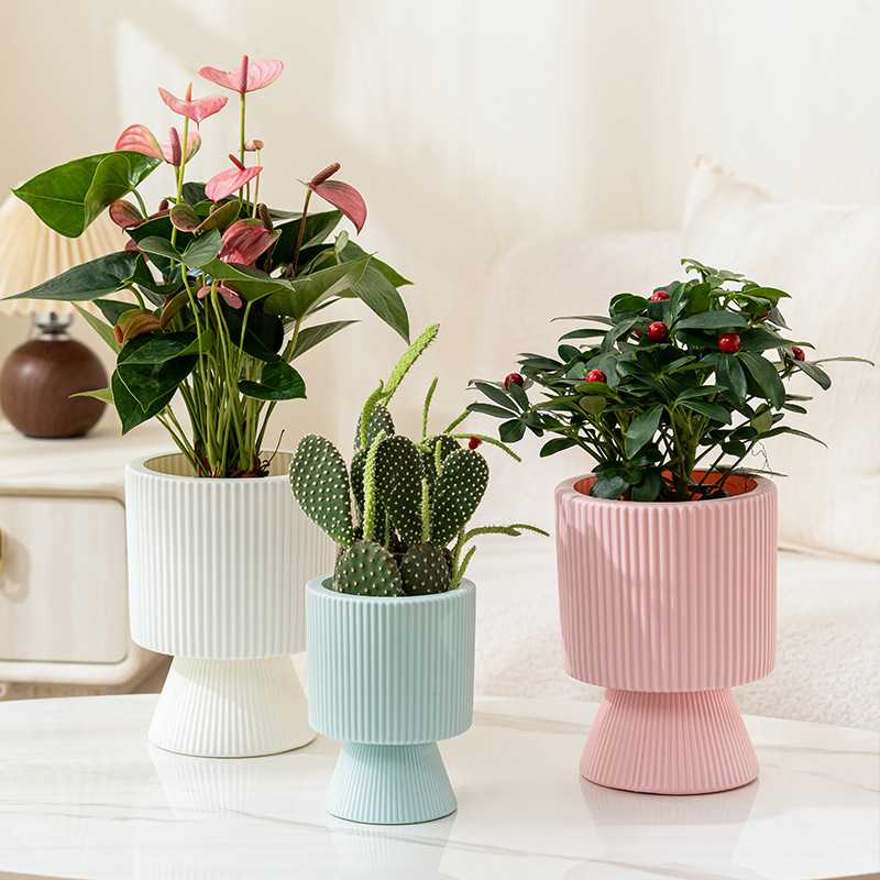 简约塑料高脚花盆室内发财树专用
