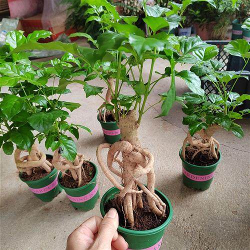 老桩提根幸福树绿宝造型盆景室内好养易活四季常绿