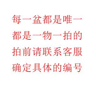 龙血树龙须木太空铁龙铁树老桩造型独杆单头粗壮耐阴好养长叶绿植