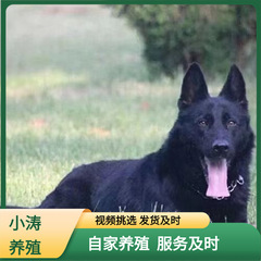 出售纯种双血统东德牧羊犬活体幼犬放牧犬大型犬宠物犬小狗纯黑色