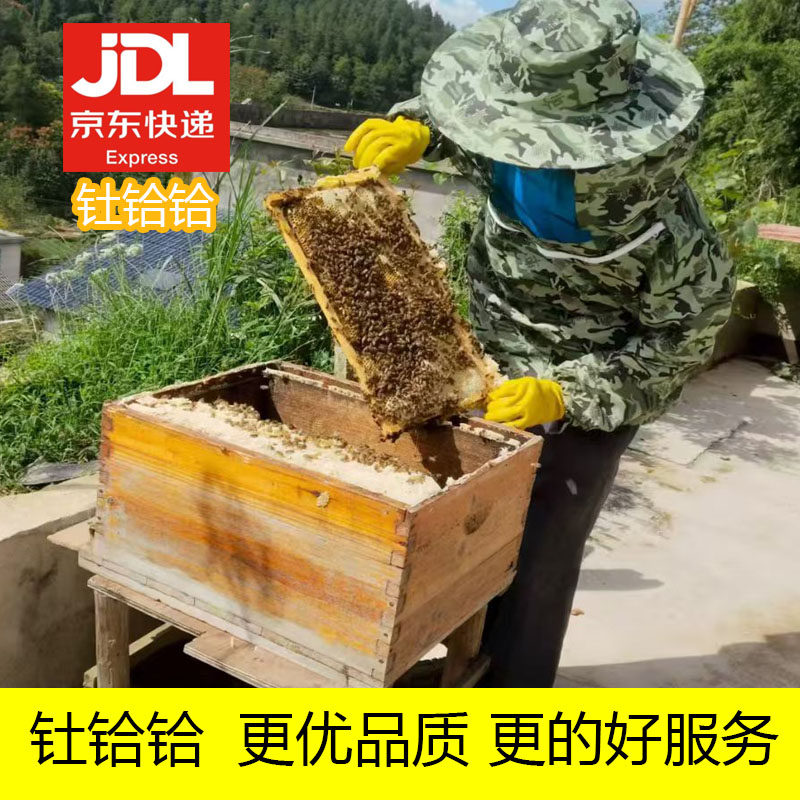 京东包邮中蜂蜂群带王蜜蜂活体蜜蜂出售生态土蜂优质中华蜂带蜂王