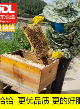 京东包邮中华蜂活体蜂群带蜂王