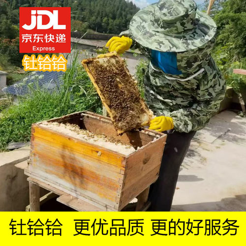 京东包邮中华蜂活体蜂群带蜂王