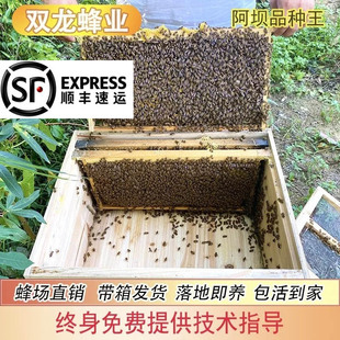 顺丰包邮中蜂蜂群带王蜜蜂活体蜜蜂出售生态土蜂优质中华蜂带蜂王