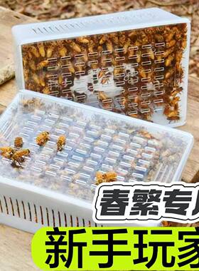 中蜂小蛋蜂带王中蜂土蜂蜜蜂活体笼蜂蜜蜂宠物养殖中蜂蜜蜂合群
