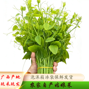 广西辣木苗500g新鲜姑娘菜高山野菜赤苍藤龙须菜嫩芽餐厅酒店特菜