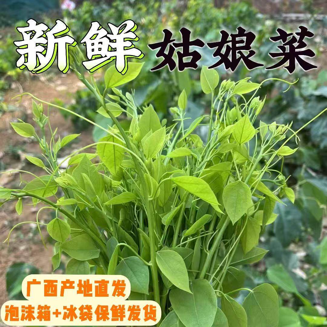 新鲜辣木苗2斤姑娘菜野菜赤苍藤龙须菜酒店食材新鲜蔬菜广西直发
