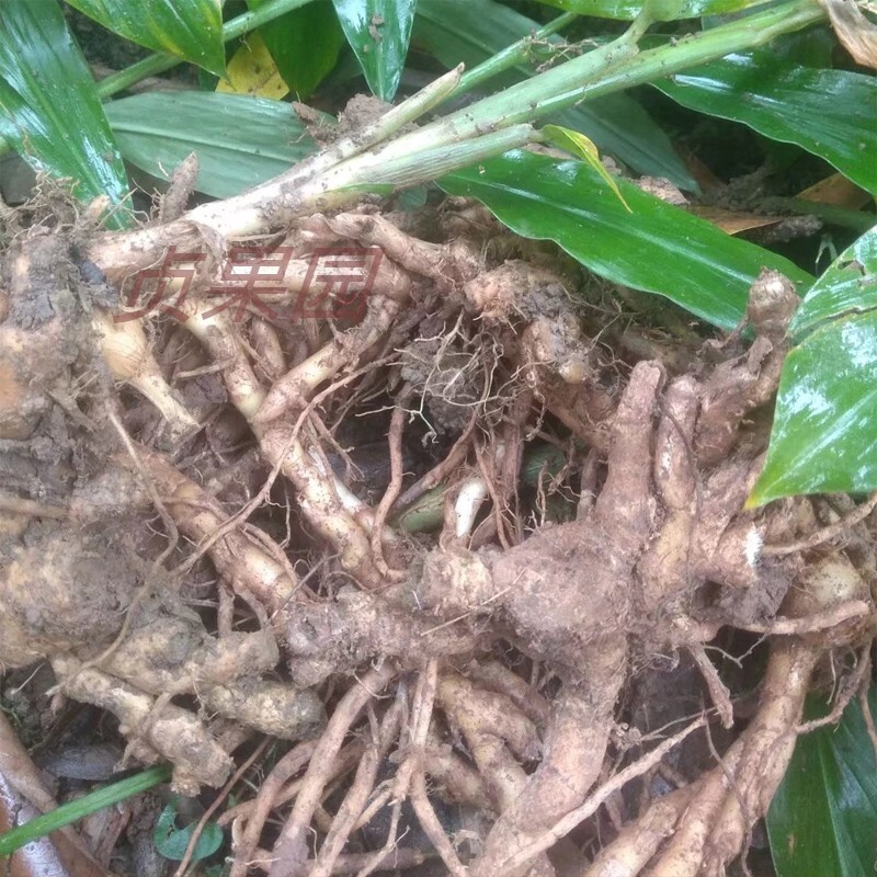 莲花姜价格 莲花姜图片 星期三