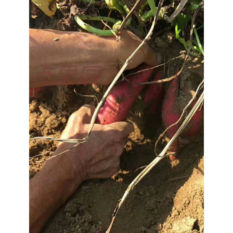 六鳌红蜜薯带箱5斤大薯包邮偏远地区补运费。