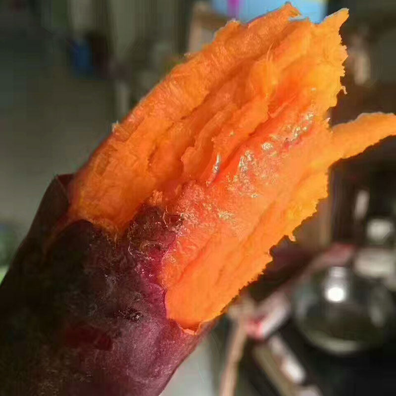 六敖沙地爪红薯净重10斤红著新鲜地瓜包邮六鳌糖心蜜薯红苕小香薯