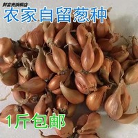 四季新鲜红葱头盆栽蔬菜小葱头5斤火葱香葱头黄葱头包邮可吃可