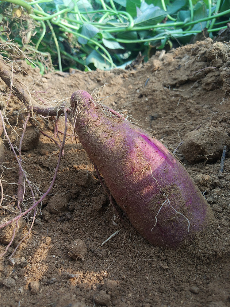 紫薯新鲜5斤小个番薯大红薯山东农家沙地自种紫心山芋蜜薯10香薯