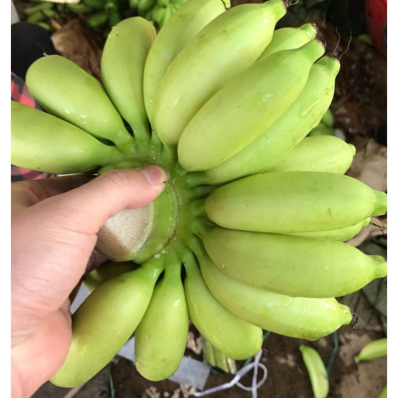 新鲜香蕉小米蕉蕉小米蕉banana软糯现采摘香蕉10斤.
