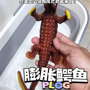 巨无霸鳄鱼泡水膨胀海洋动物模型水宝宝泡大珠儿童创意整蛊玩具