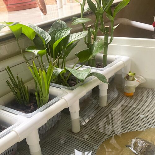 简约塑料定植篮支架生态缸造景