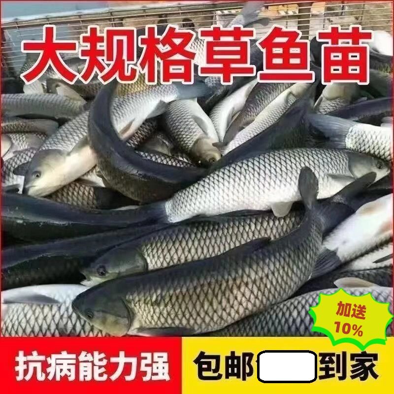 草鱼苗草混子草皖鱼苗优质鱼苗正宗草鱼好养易活顺丰包邮江苏发货